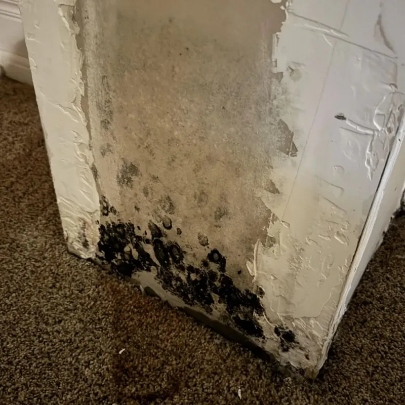 Professional Mold Removal in Needville, TX